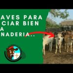 Requisitos Legales Para Crear Una Granja Bovina