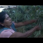 Requisitos Para Sembrar Marihuana Legalmente En Oaxaca