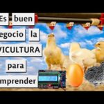 Requisitos Legales Para Crear Una Empresa Avícola