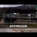 Requisitos Legales Para Movilización Del Ganado