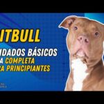 Requisitos Para Tener Un Pitbull Legalmente En México
