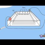 Requisitos Legales Para Hacer Electroforesis Con Muestra Genética