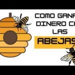 Requisitos Legales Para Producir Miel Orgánica En México