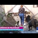 Requisitos Legales Para Un Refugio De Perros En México